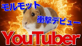 モルモットがYouTuberデビュー‼︎寿命を倍にする方法‼︎