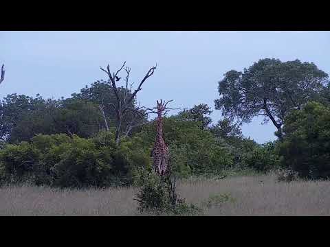 Djuma: Lone Giraffe feeding - 04:56 - 12/29/21