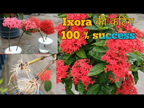 Ixora plant from cutting! How to plant Ixora cuttings! Ixora flower plant!
