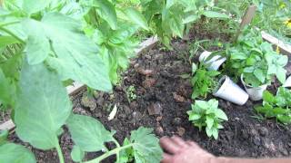 Pinching Off Basil Flowers and How to Grow Basil All Season Long - The Rusted Garden 2013