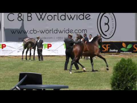 Lagardere das Faias bred by Coudelaria Luís Bastos