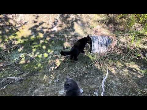 Raphaelle and Ashira discover the dry culvert “ambush tunnel”