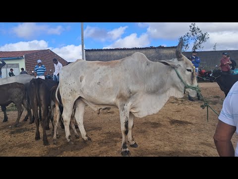 FEIRA DO GADO DE: ARARA-PB!!! "Parte02" 📹🌵📹