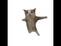 Mew Mew 1 HOUR