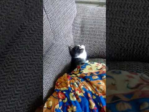 GATINHO DA LIXEIRA 2