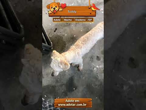 Vídeo de Toddy