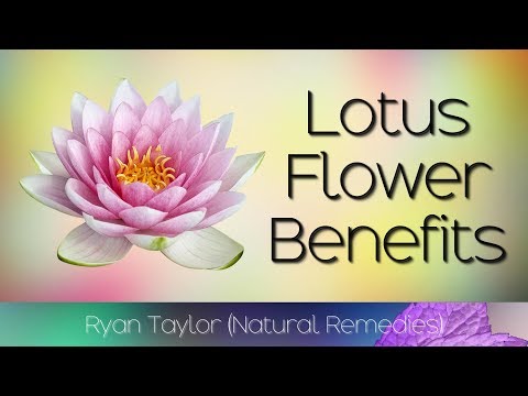 Lotus Extract Powder