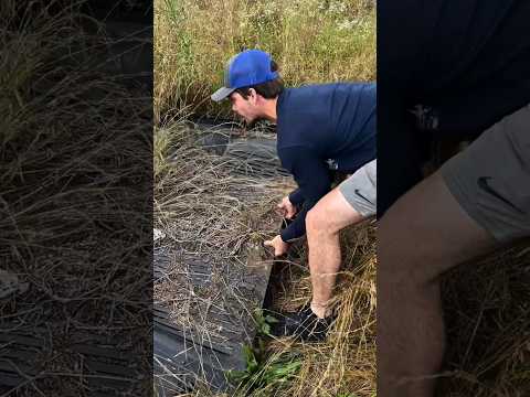 There is no such thing as fear in this fellow. ||#shorts