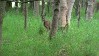 Invisible in the woods ...