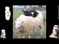 Comedy Videos Download Free Animal Compilation Funny Video Youtube Cool Funny Animal Pictures