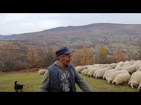 KRENO SAM SA 10 OVACA SAD IMAM 250 OVCE