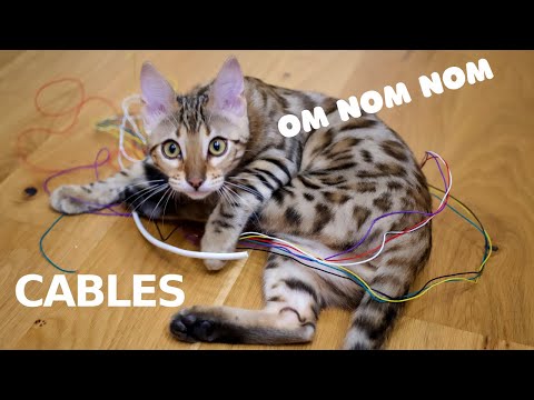 How citruses stop the bengal cat chewing cables