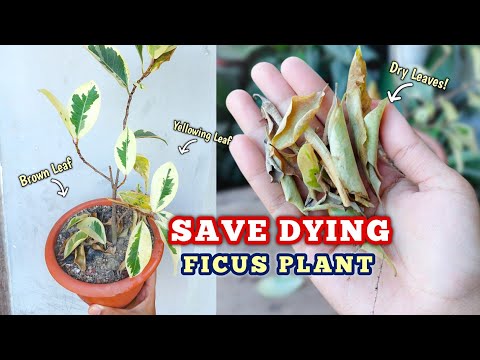 Save A DYING Plant within 4 DAYS - Ficus Plant Care