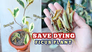 Save A DYING Plant within 4 DAYS - Ficus Plant Care