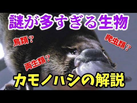 ジョン・グールド作『オーストラリアの哺乳類』より抜粋したプレート