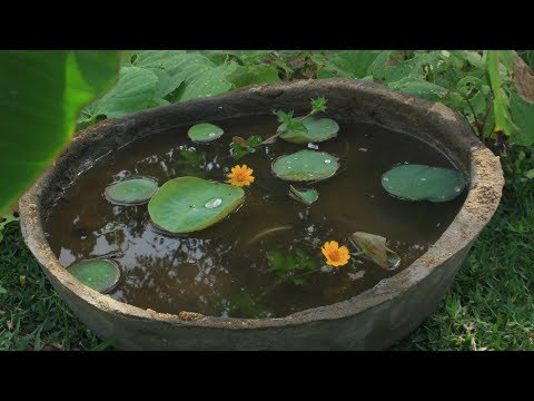 Lotus planting on mini pot