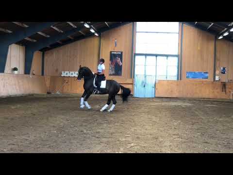 11yo Gelding for sale