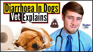How To STOP And TREAT Diarrhea In Dogs | Easy Tips You Should Know | Vet Explains | Dogtor Pete
