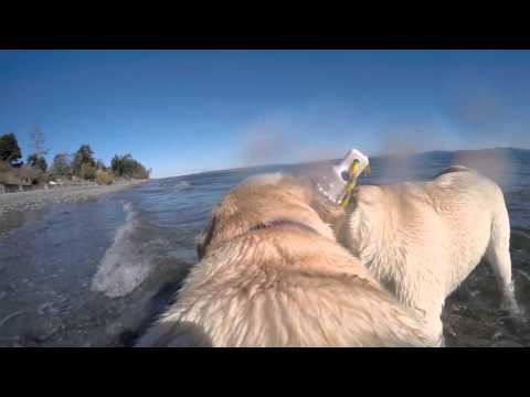 Pippa at Parker Beach in Victoria, BC