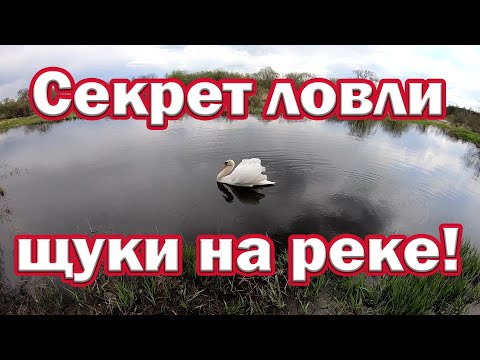 Фото Секрет ловли щуки с берега. На что ловить щуку на малой реке. Ловля щуки . Рыбалка на спиннинг