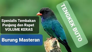 Download lagu Tengkek Buto Burung Masteran Spesialis Tembakan Panjang Rapat Volume Keras Kencang Bikin Gacor Emosi mp3