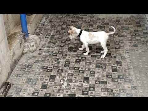 little boy shiro|| fighting with feather 🪶|| funnyclips||