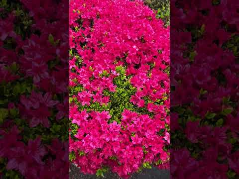 冬にツツジを保護するにはどうすればよいですか？この多量の開花植物を維持するにはどうすればよいでしょうか?  庭園