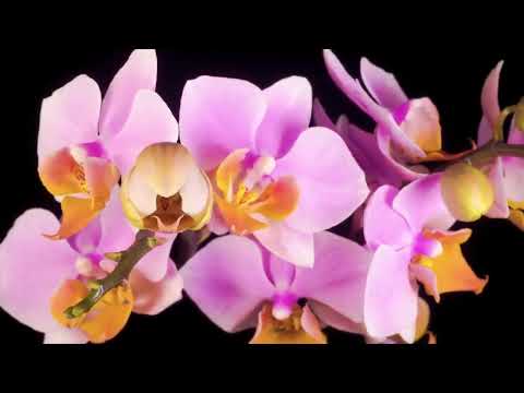 Best Scenes with RUNTAH-MEDLEY-BULEUD