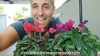 טיפ חשוב לפריחה של הרקפת ומה עושים עם פרחים יבשים?