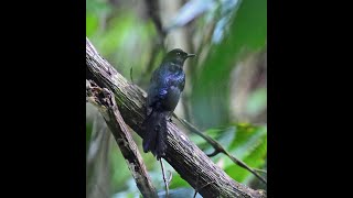 Download lagu Black Shama, Tabunan, Cebu. February 2018 mp3