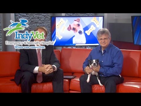 YouTube video about: How to get a dog to stop snoring?
