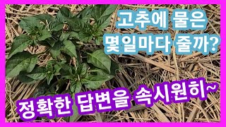 고추에 물을 몇일마다? 정확한 답변을 속시훤히~~고추 재배방법 고추심고 물을 어떻게 줄까 구농귀촌 주말 농장…