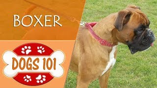 Dogs 101 - BOXER - Top Dog Facts About the BOXER