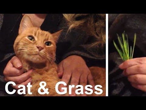 Cat Massage & Eating Grass | ASMR soft spoken, purring, petting
