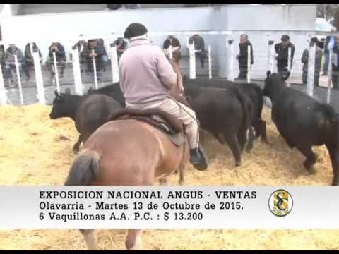 13-10-15 Venta de Vientres P.C. - Exposicion Nacional Angus - Olavarria