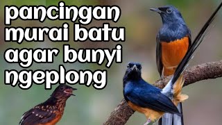 Download lagu pancingan murai batu agar bunyi ngeplong mp3