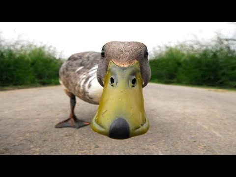 Compilation de canards amusants - les canards peuvent être de drôles d'animaux de compagnie - essayez de ne pas rire !