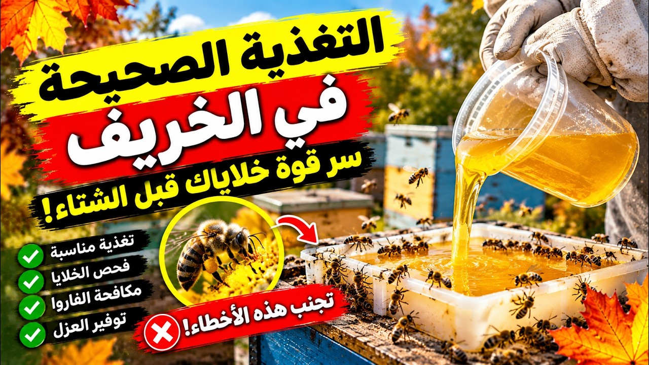 🐝🍯 التغذية المناسبة للنحل في فصل الخريف… هي مفتاح نجاح الخلايا في الشتاء! ?