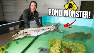 Finally Adding BARRACUDA To My SALTWATER POND!