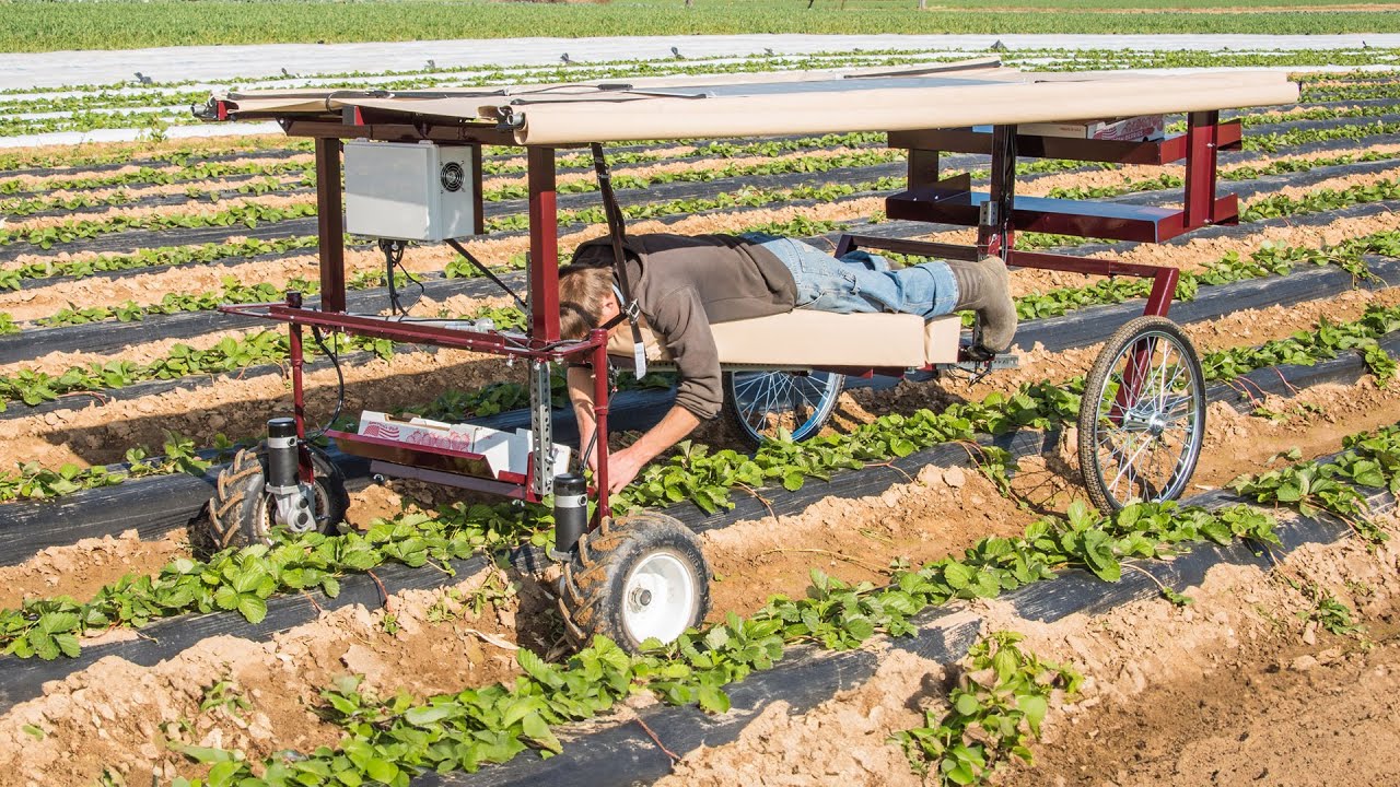 Rohand ll Overview- How To Make Strawberry & Asparagus Picking More Efficient With Electric