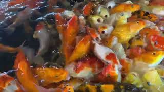 The Beauty of Feeding One Hundred Koi Fish: A Feast for the Senses