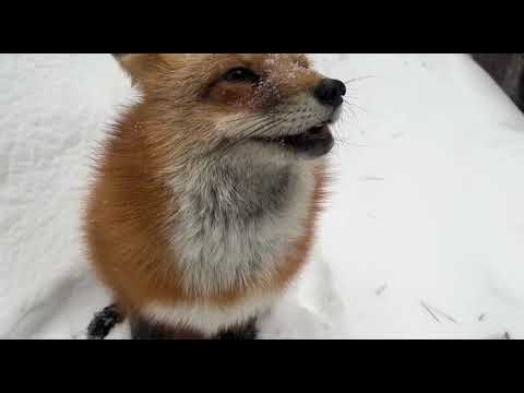 Алиса - лиса. Отличная снежная погодка. Алису можно гладить #лисяо #милота #лиса #fox #зима