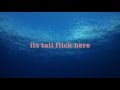 Tail flick Info :D 