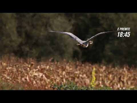 PROMO - RTK STORY - ÇAFKA E HIRTË