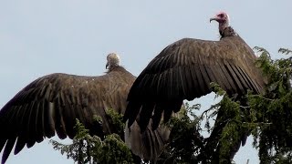 preview picture of video 'Etiopie - zvířata a ptáci'