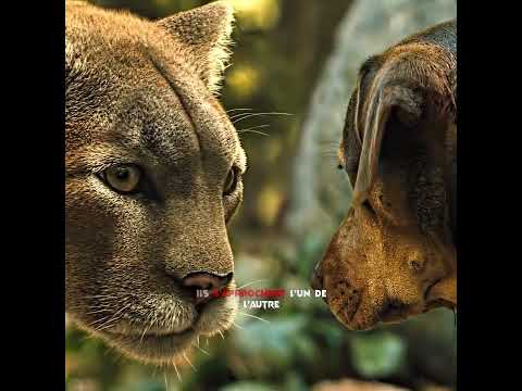 Un chien errant retourne péniblement chez son maître #movie #film #viral #comedy #shorts