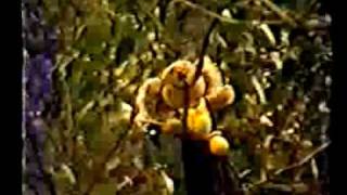 Hazel Bradley's Picnic at Helena Quarry: Part Two