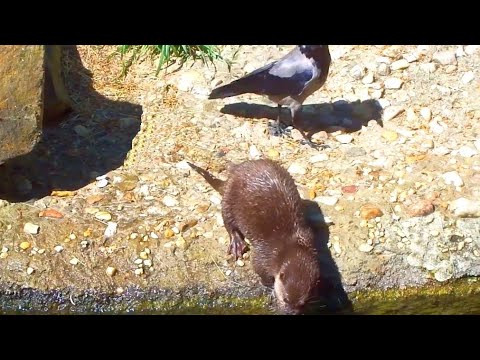 Krähen greifen Otter an  Crow Attack with Otter