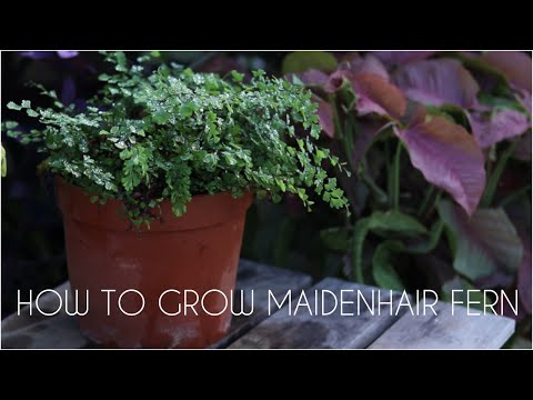 How to grow Maidenhair Fern successfully/কিভাবে মেইডেনহেয়ার ফার্নের যত্ন নেবেন /In love with soil