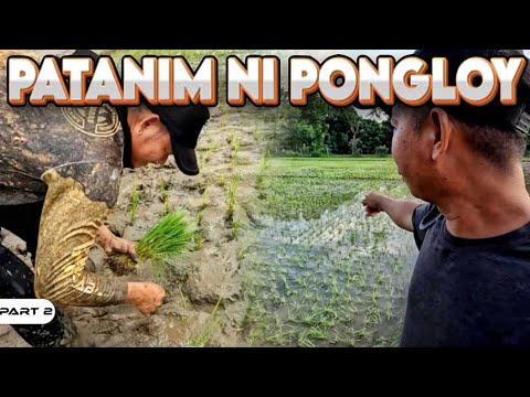 P2 - Patanim ng Palay ni Pongloy - EP1940